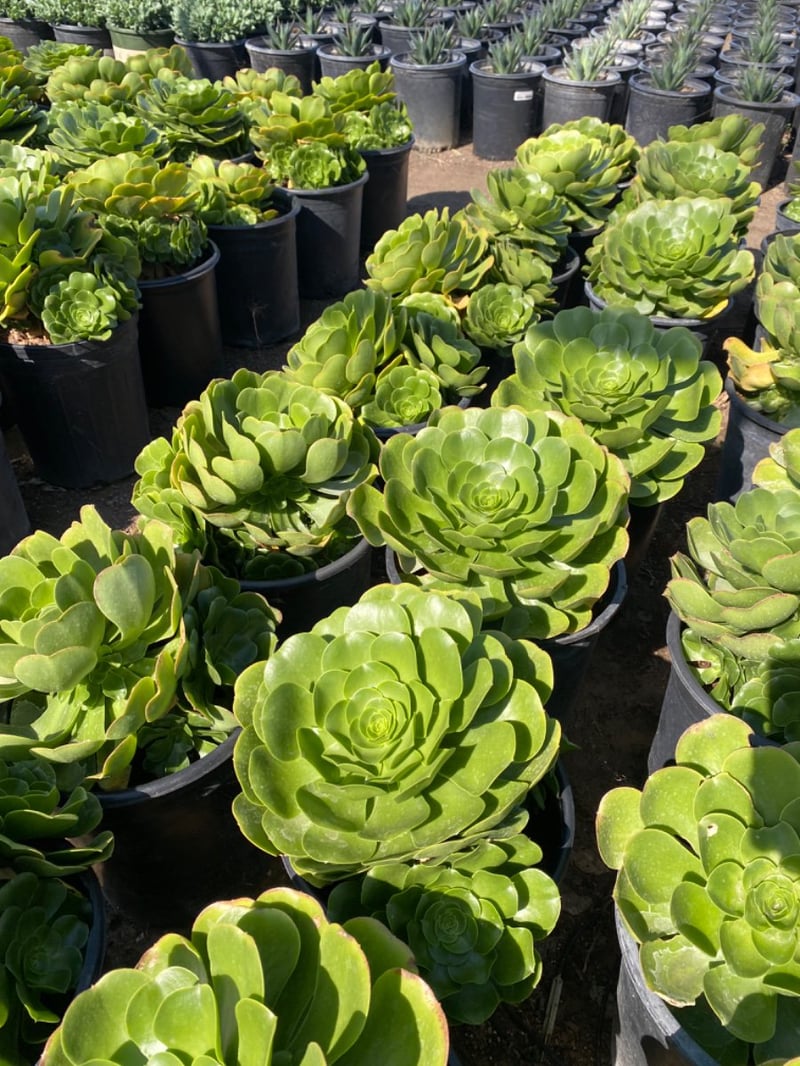 Photo for Aeonium urbicum 'Salad Bowl' (Salad Bowl Saucer Plant)