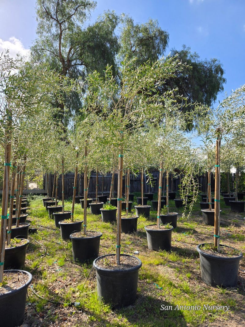 Photo for Olea europaea (Standard) (Olive Tree)