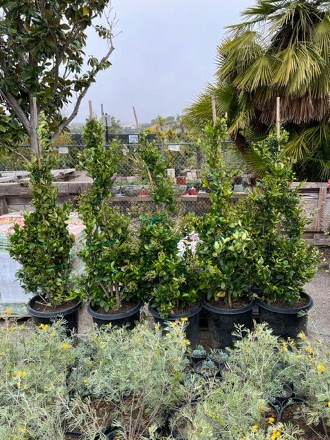 Photo for Ligustrum japonicum (Cone) (Japanese Privet)