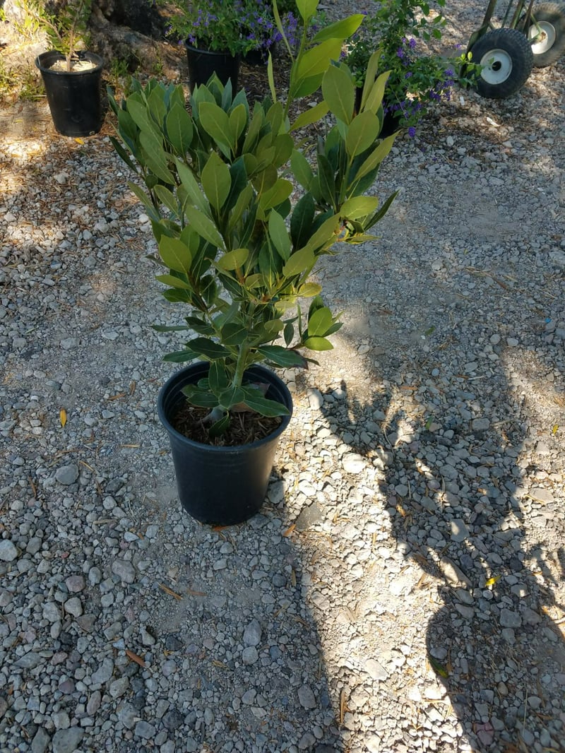 Photo for Laurus nobilis (Shrub) (Sweet Bay)