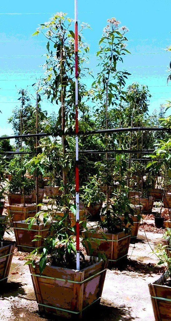Photo for Lophostemon confertus (Tristania conferta) (Standard) (Brisbane Box)