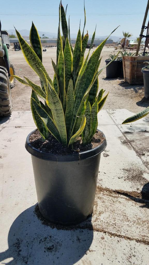 Photo for Sansevieria trifasciata 'Laurentii' (Striped Mother-in-law's Tongue)