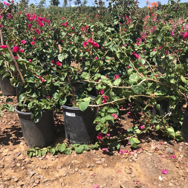 Photo for Bougainvillea 'San Diego Red' (Vine) (Red Bougainvillea)