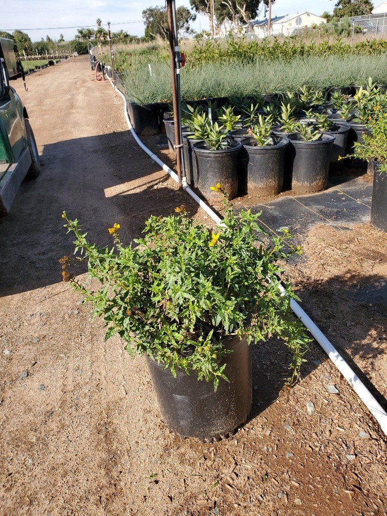 Photo for Viguiera laciniata (San Diego Sunflower)
