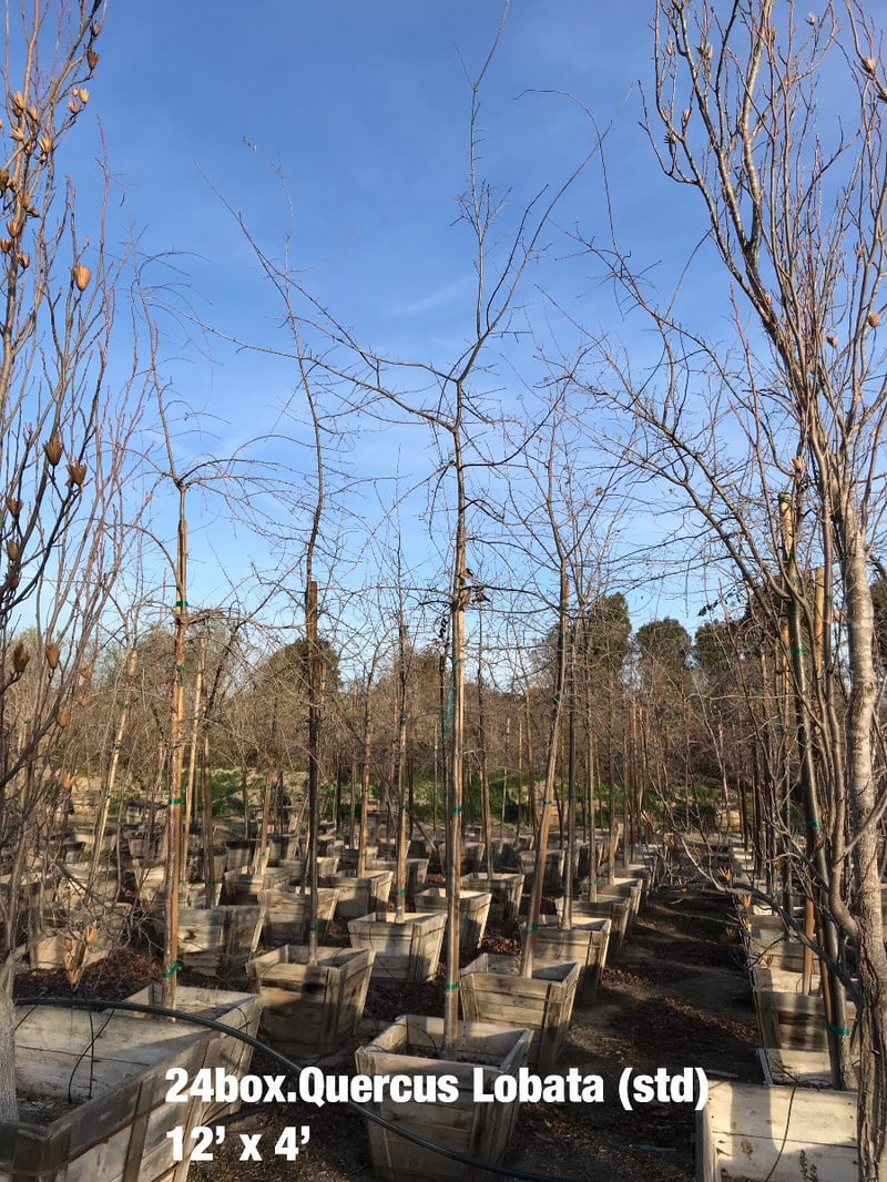 Photo for Quercus lobata (Standard) (Valley Oak)