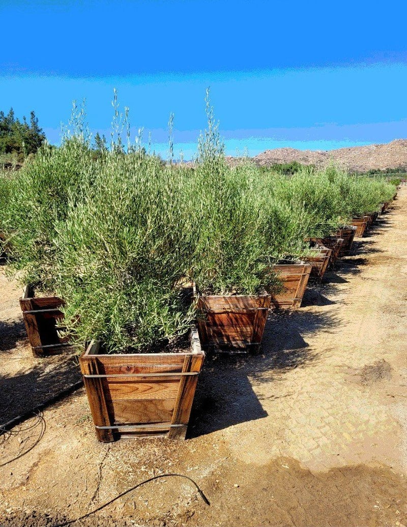 Photo for Olea europaea 'Majestic Beauty' (Multi) (Majestic Beauty Fruitless Olive)