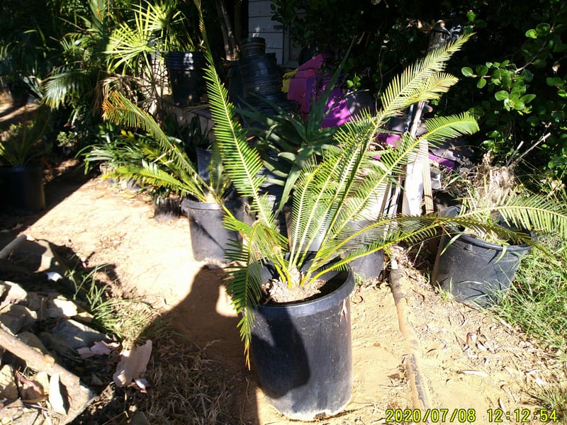 Photo for Dioon edule (Chestnut Dioon)