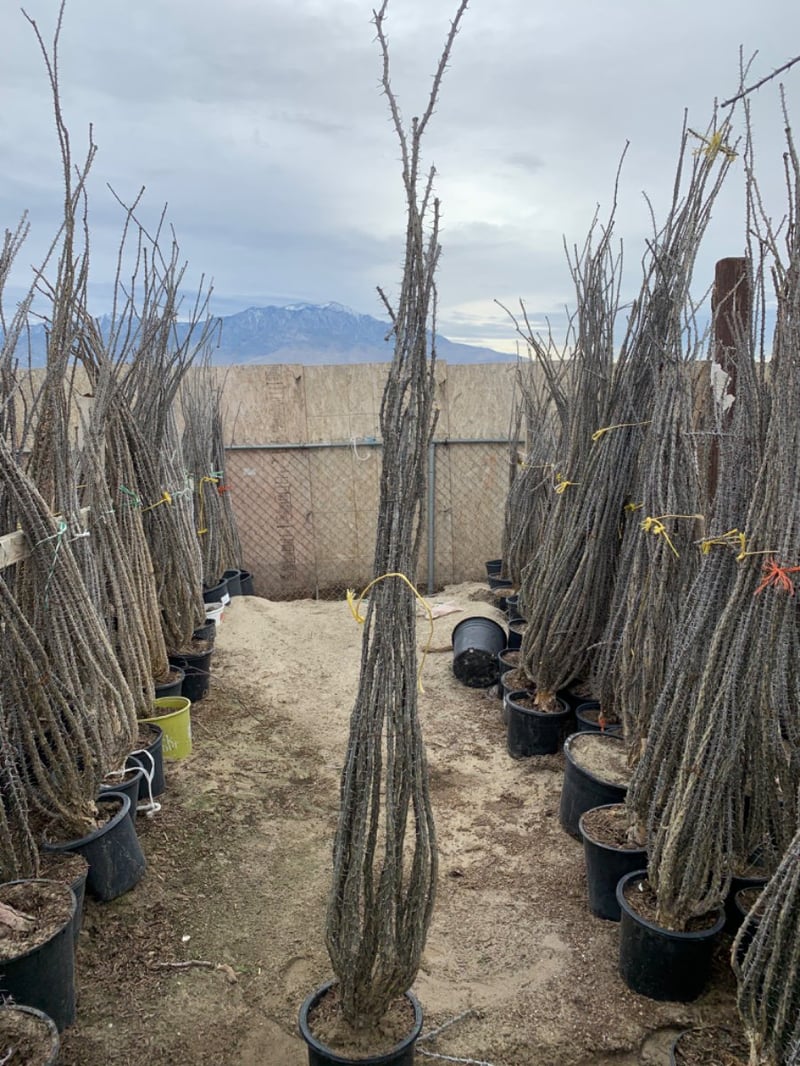 Photo for Fouquieria splendens (Ocotillo)