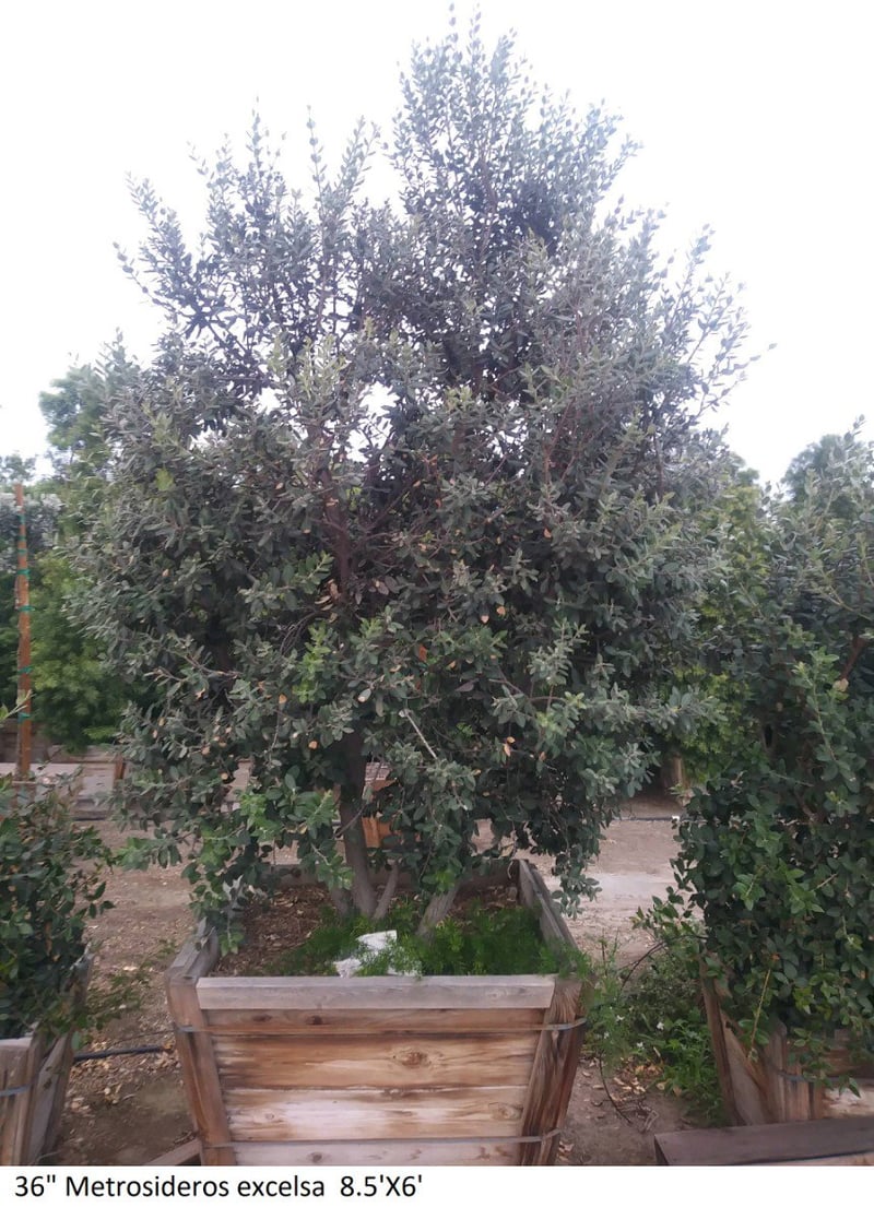 Photo for Metrosideros excelsa (New Zealand Christmas Tree)