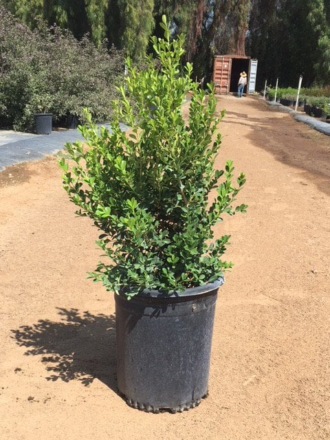 Photo for Buxus (Boxwood)