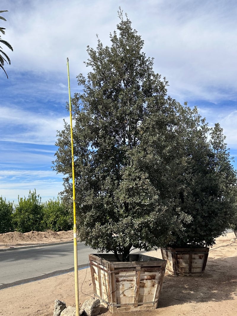 Photo for Quercus tomentella (Island Oak)