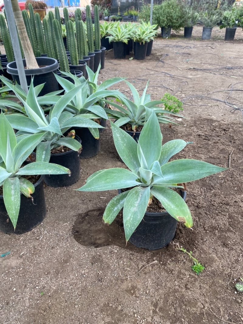 Photo for Agave attenuata 'Nova' (Blue Fox Tail Agave)