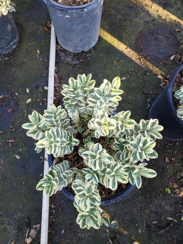 Photo for Hebe 'Variegata' (Variegated Hebe)