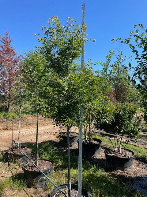 Photo for Ulmus parvifolia (Chinese Elm, Lacebark Elm)