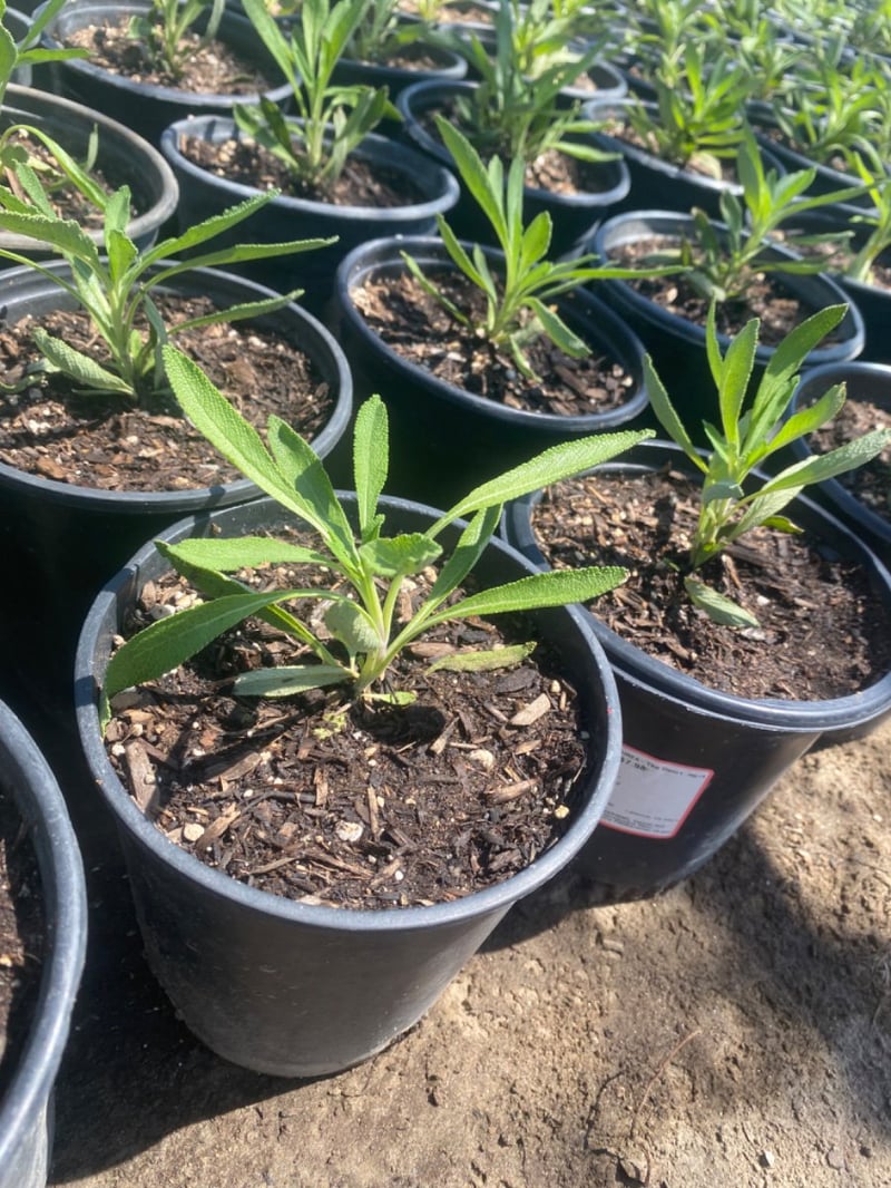 Photo for Salvia mellifera (Black Sage, Honey Sage)