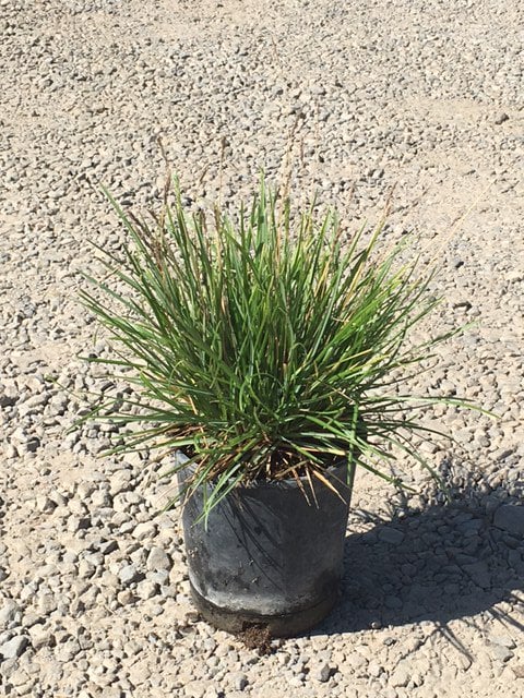 Photo for Sesleria autumnalis (Autumn Moor Grass)