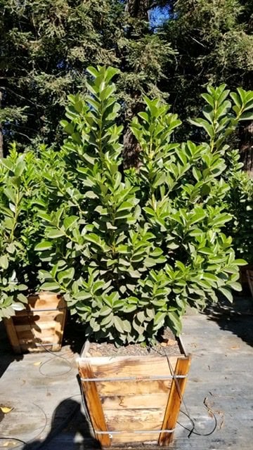 Photo for Prunus laurocerasus (English Laurel, Cherry Laurel)