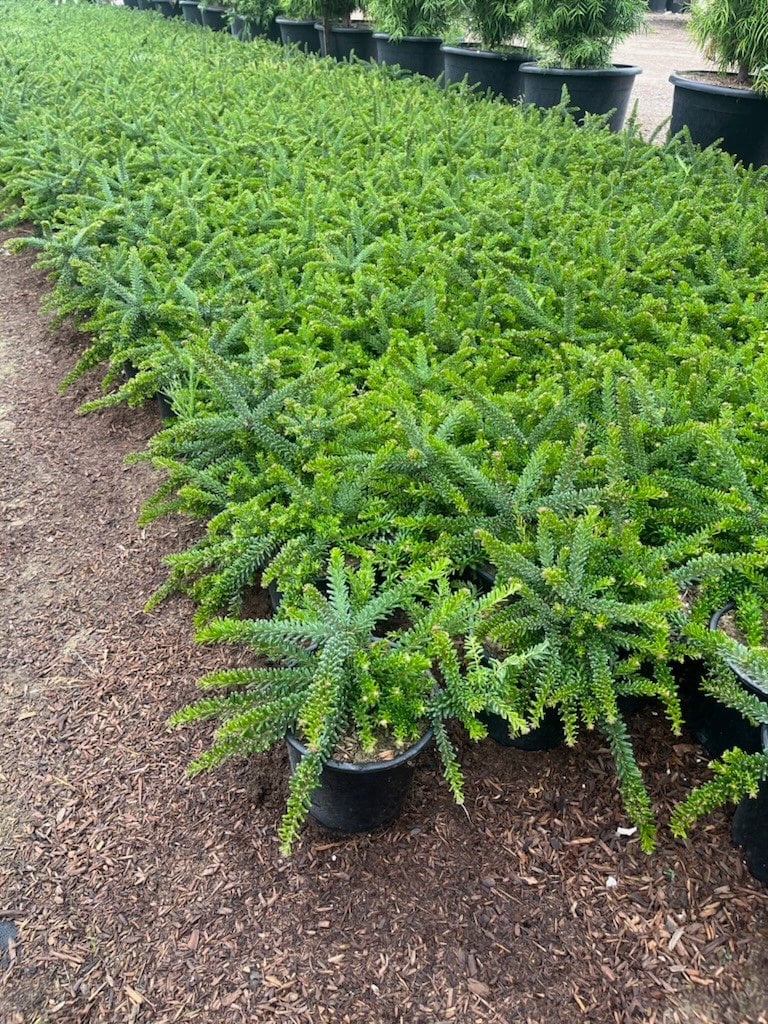 Photo for Grevillea lanigera 'Mt. Tamboritha' (Mt. Tamboritha Wooly Grevillea)