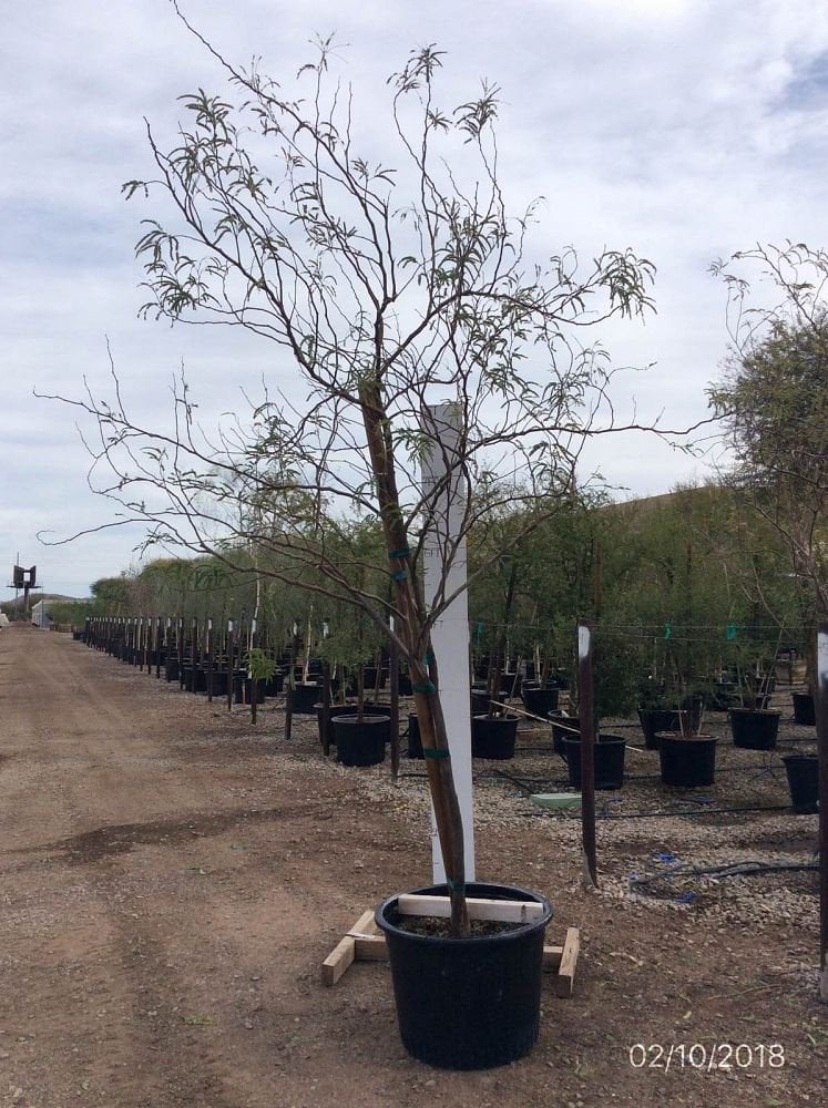 Photo for Prosopis chilensis (Multi) (Thornless Chilean Mesquite)
