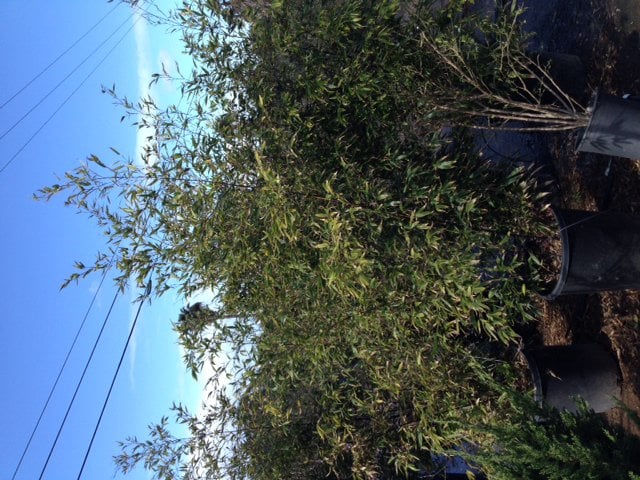 Photo for Phyllostachys nigra (Black Bamboo)