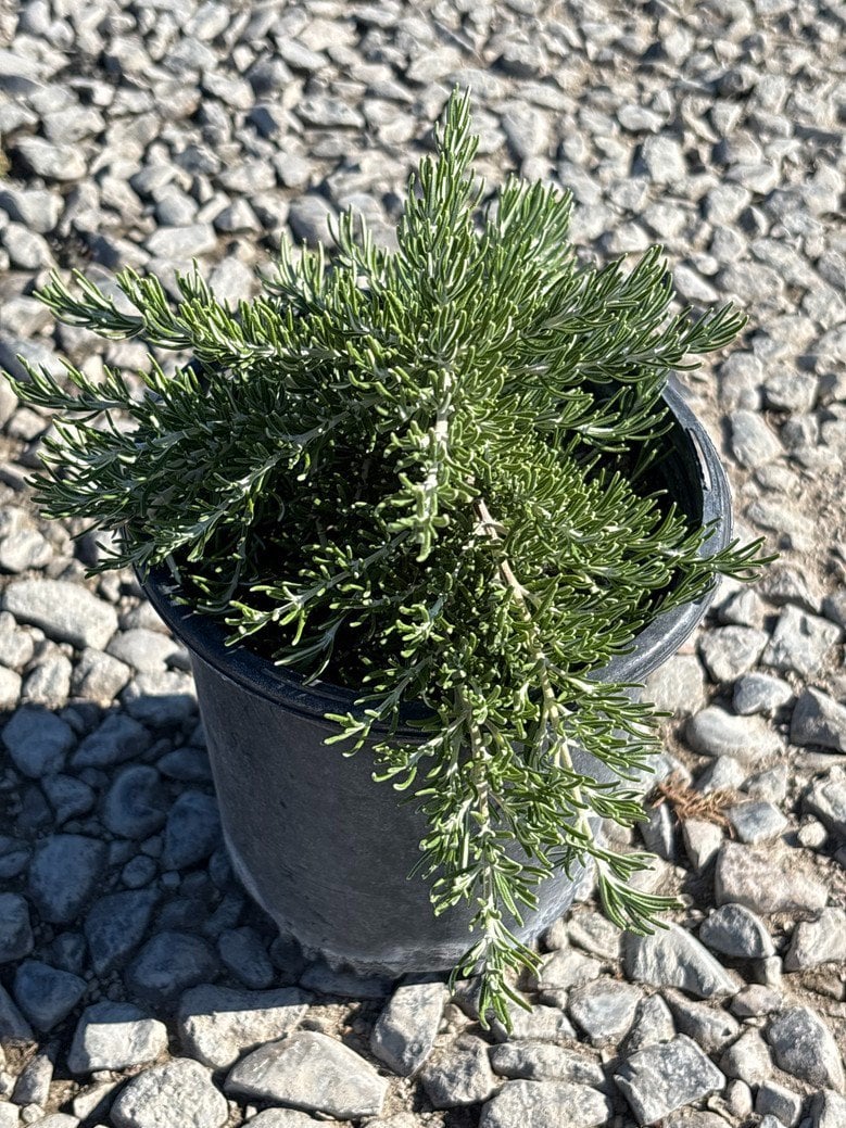 Photo for Rosmarinus officinalis 'Blue Boy' (Blue Boy Dwarf Rosemary)