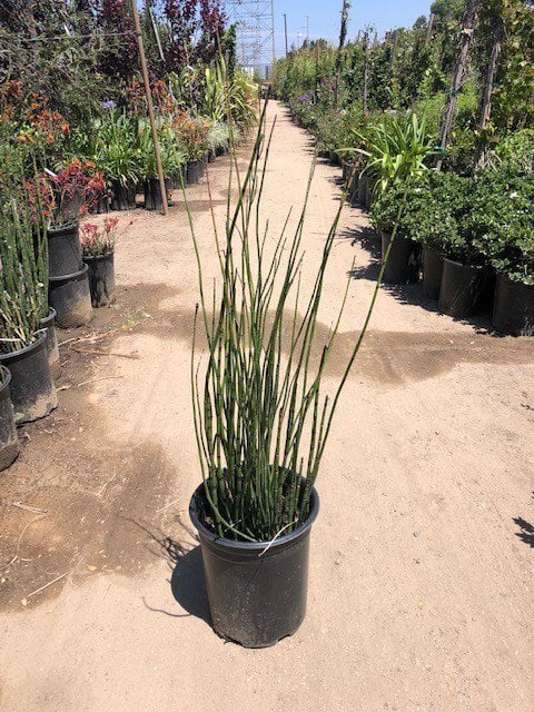 Photo for Equisetum hyemale (Winter Scouring Rush)