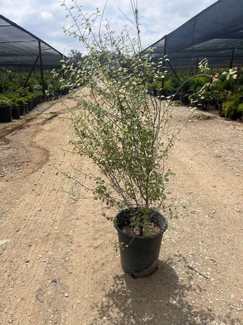Photo for Pittosporum Tenuifolium 'Variegatum' (Variegatum Variegated pittosporum)