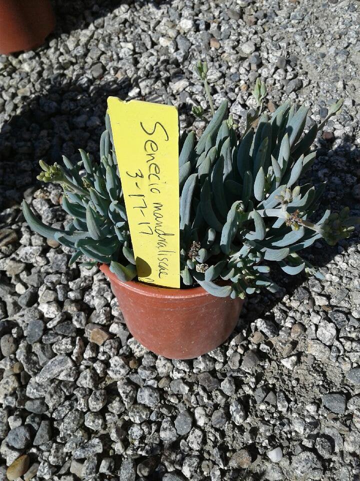 Photo for Senecio mandraliscae (Kleinia)