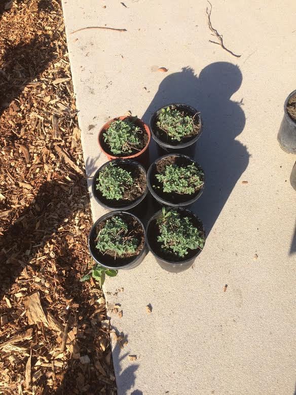 Photo for Nepeta racemosa (N. faassenii) 'Walker's Low' (Walker's Low Catmint)