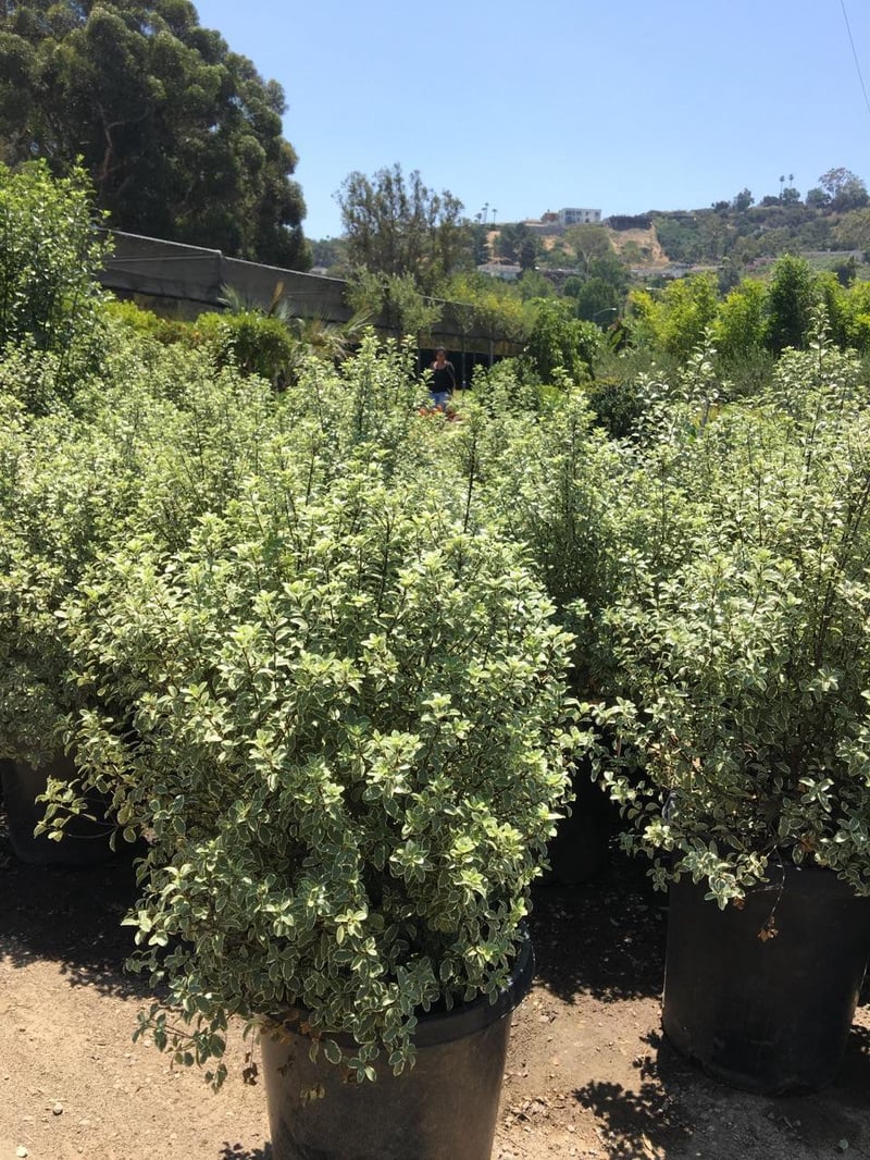 Photo for Pittosporum tenuifolium 'Marjorie Channon' (Variegated Kohuhu)