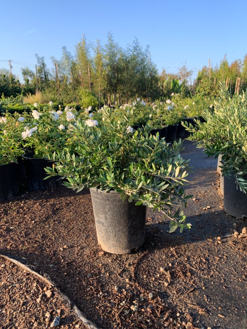 Photo for Olea europaea Standard 'Little Ollie' (Standard) (Little Ollie Olive)