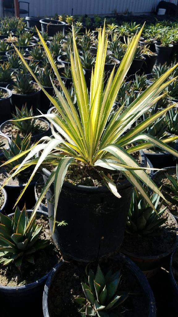 Photo for Yucca filamentosa 'Color Guard' (Color Guard Yucca)
