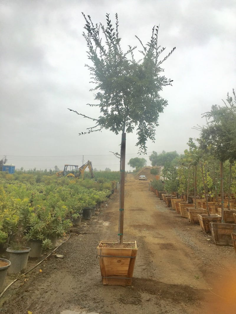 Photo for Ulmus parviflora (Chinese Elm)