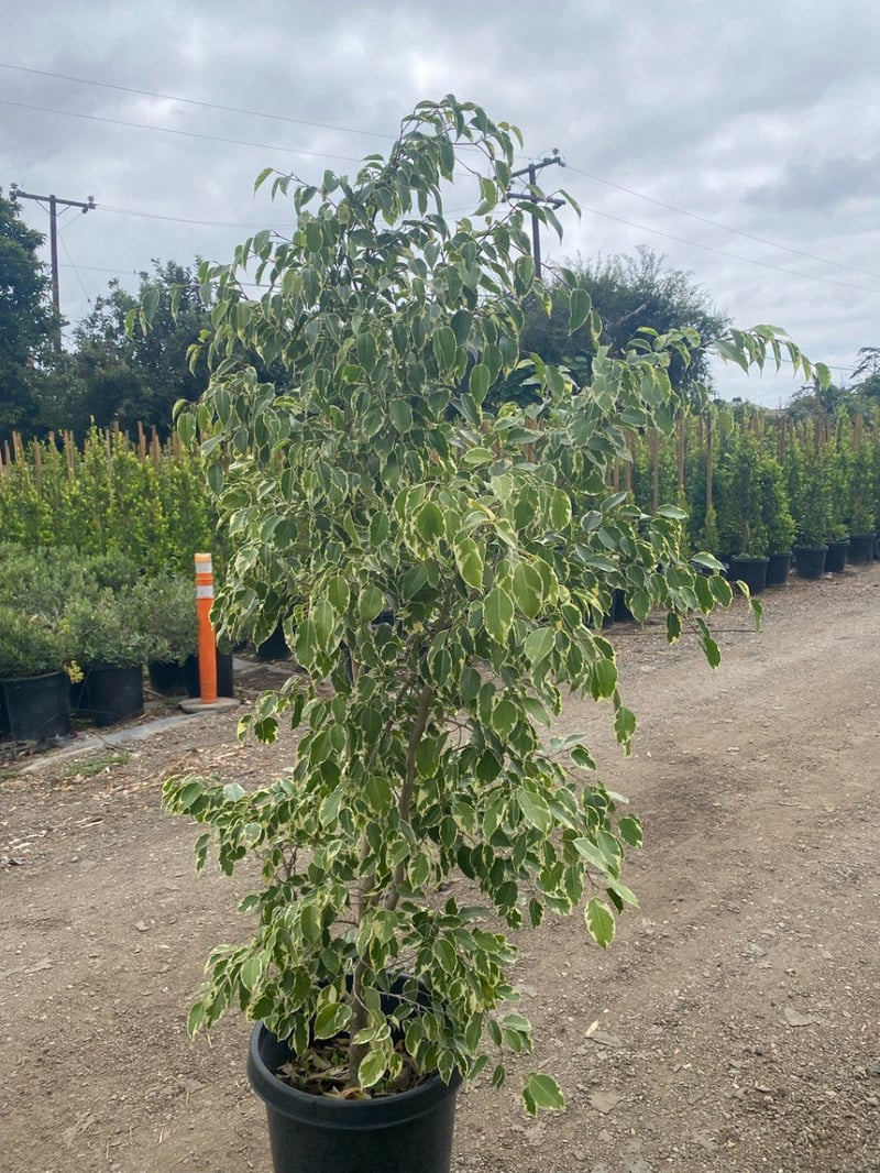 Photo for Ficus benjamina 'Variegata' (Variegated Weeping Fig)