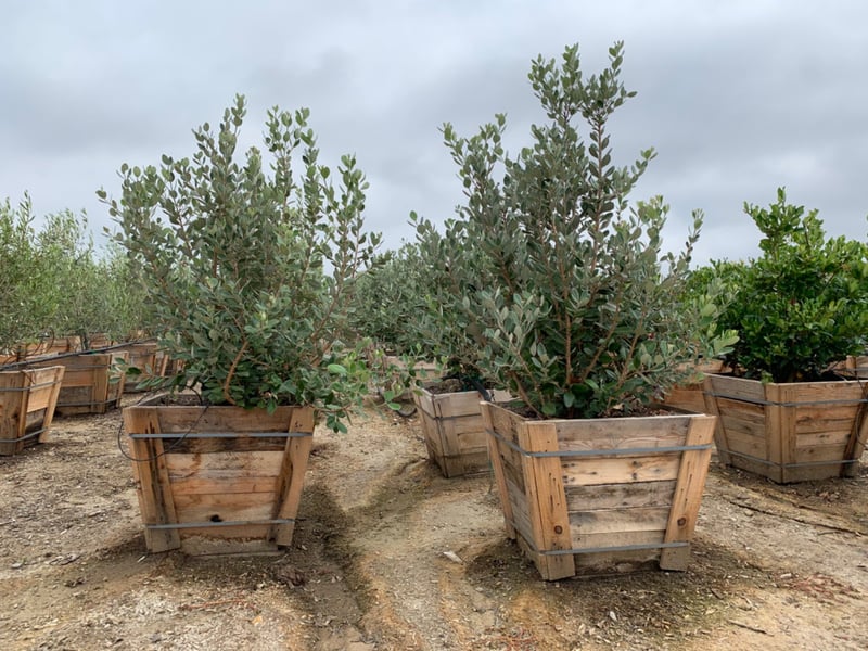 Photo for Feijoa sellowiana (Pineapple Guava)