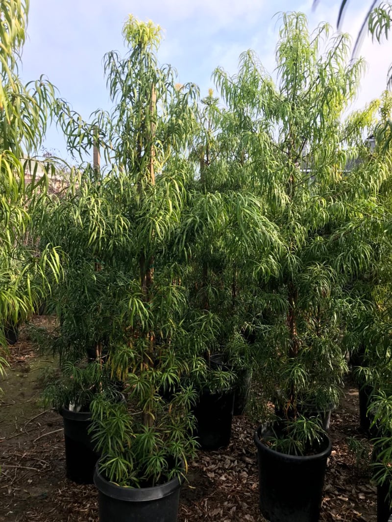 Photo for Podocarpus macrophyllus (Yew Pine)
