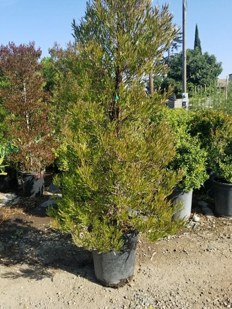 Photo for Dodonea viscosa (Hopseed Bush)