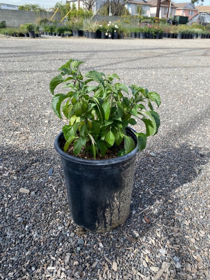 Photo for Salvia x 'Indigo Spires' (Indigo Spires Salvia)
