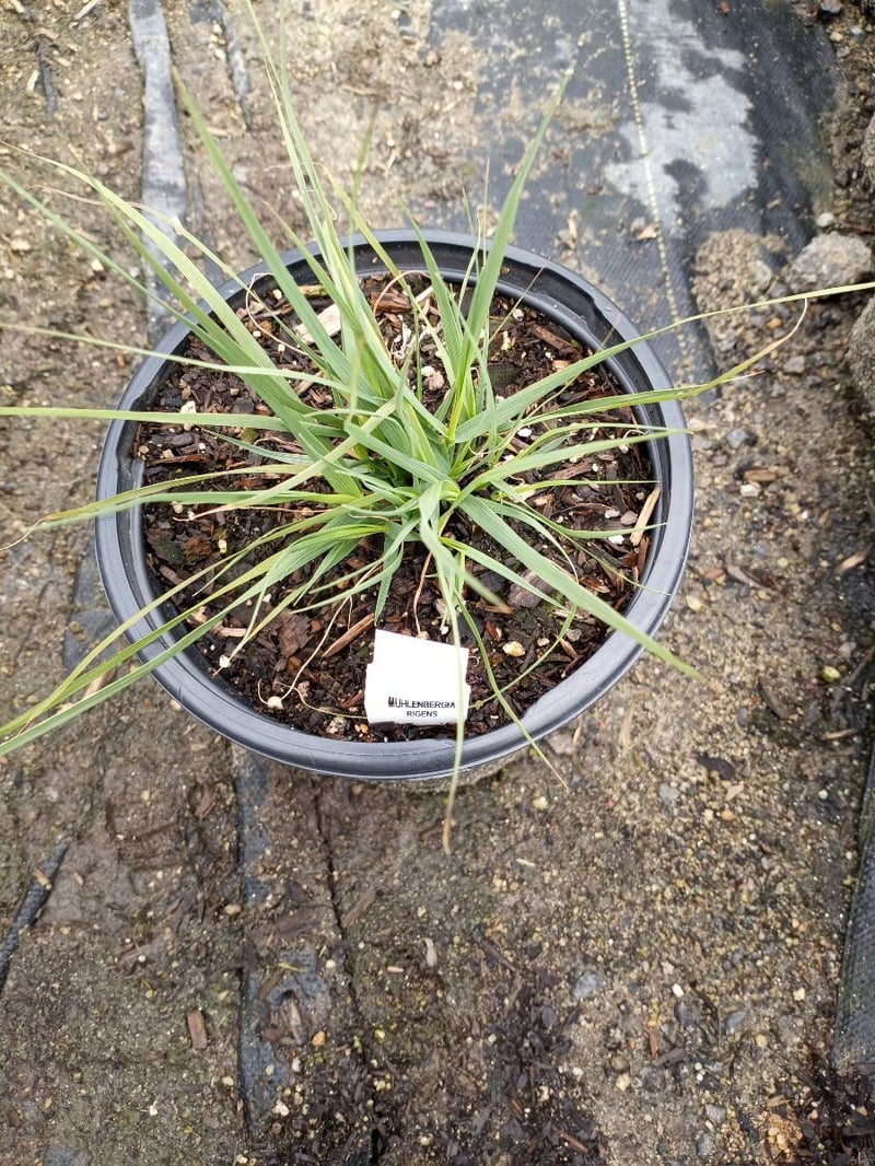 Photo for Muhlenbergia rigens (Deer Grass)