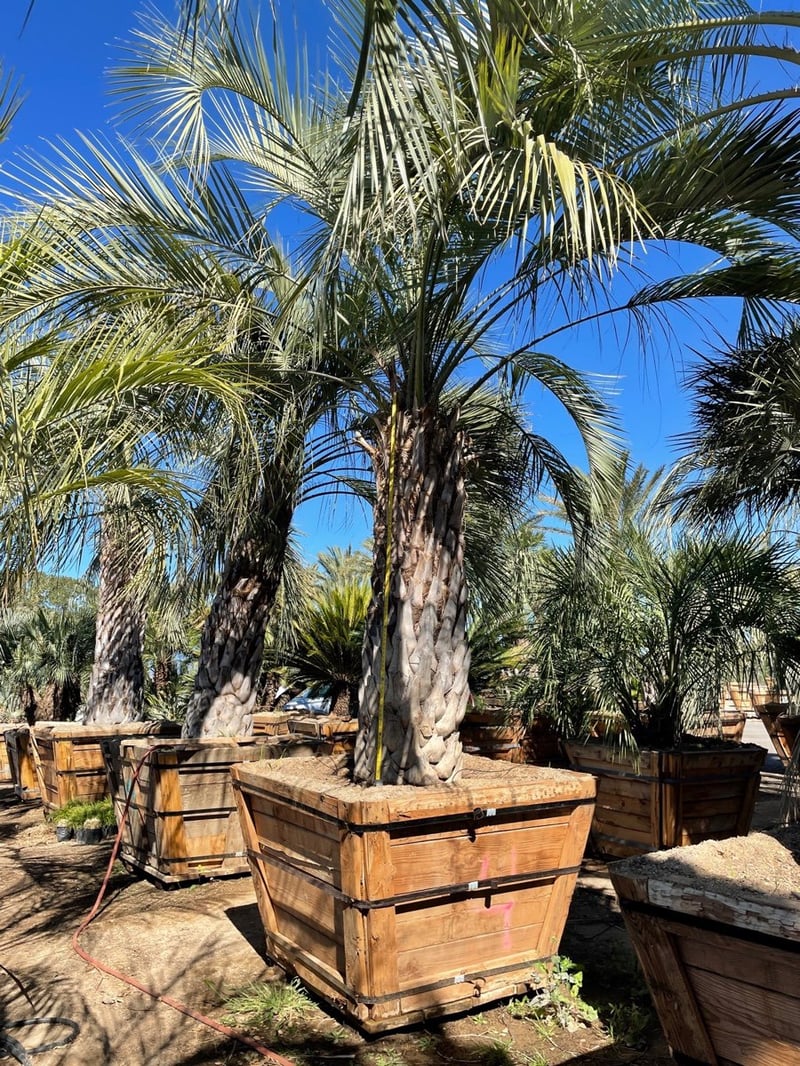 Photo for Butia odorata (Jelly Palm, Pindo Palm)