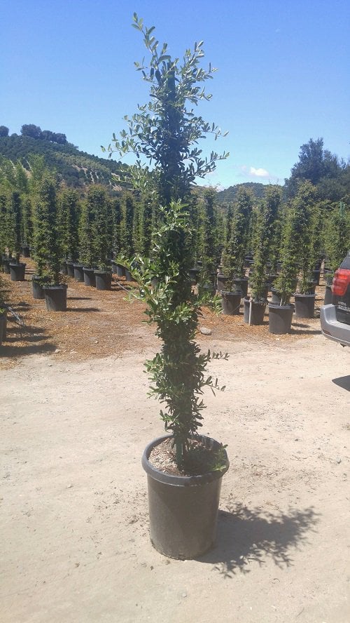 Photo for Pyracantha (Pyracantha)