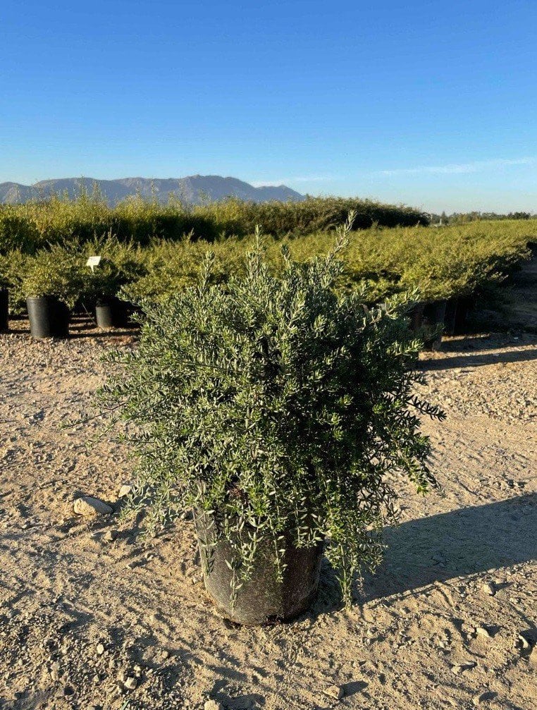 Photo for Westringia fruticosa 'Mundi' (Low Coast Rosemary)