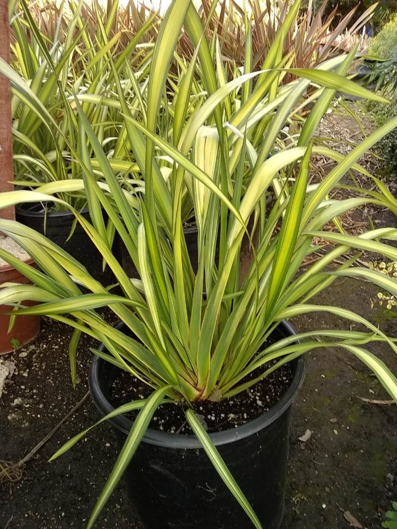 Photo for Phormium x 'Yellow Wave' (Yellow Wave New Zealand Flax)