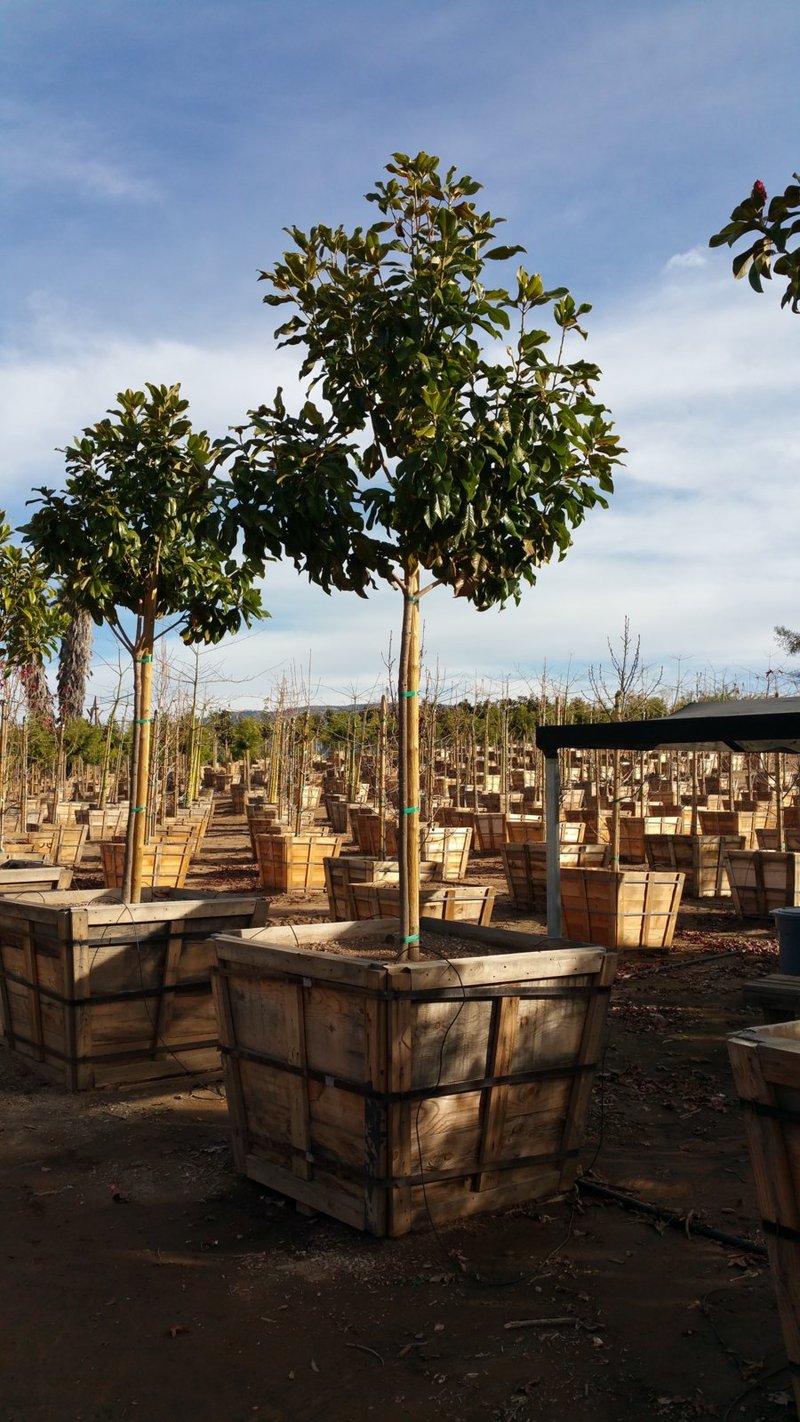 Photo for Magnolia grandiflora 'Saint Mary' (Standard) (St. Mary Magnolia)
