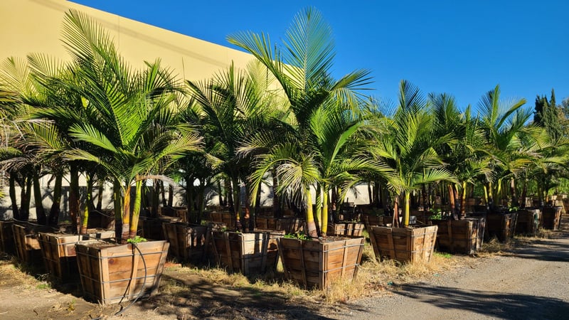Photo for Archontophoenix cunninghamiana (Multi) (King Palm (Multi))