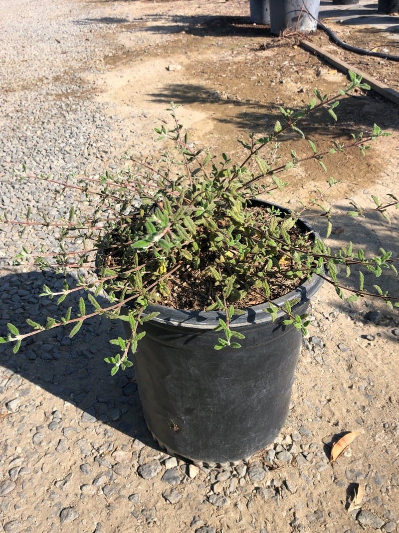 Photo for Cistus salvifolius 'Prostratus' (Sageleaf Rockrose, Prostrate Rockrose)