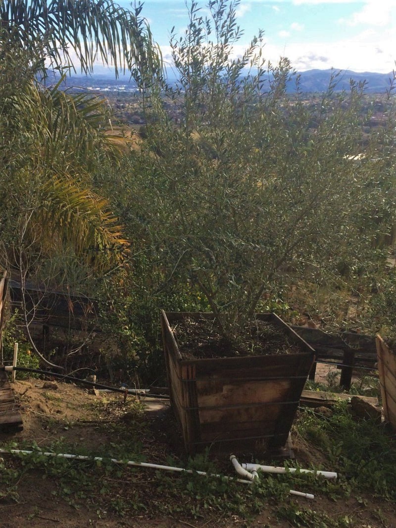 Photo for Olea europaea 'Wilsonii' (Wilsonii Fruitless Olive)