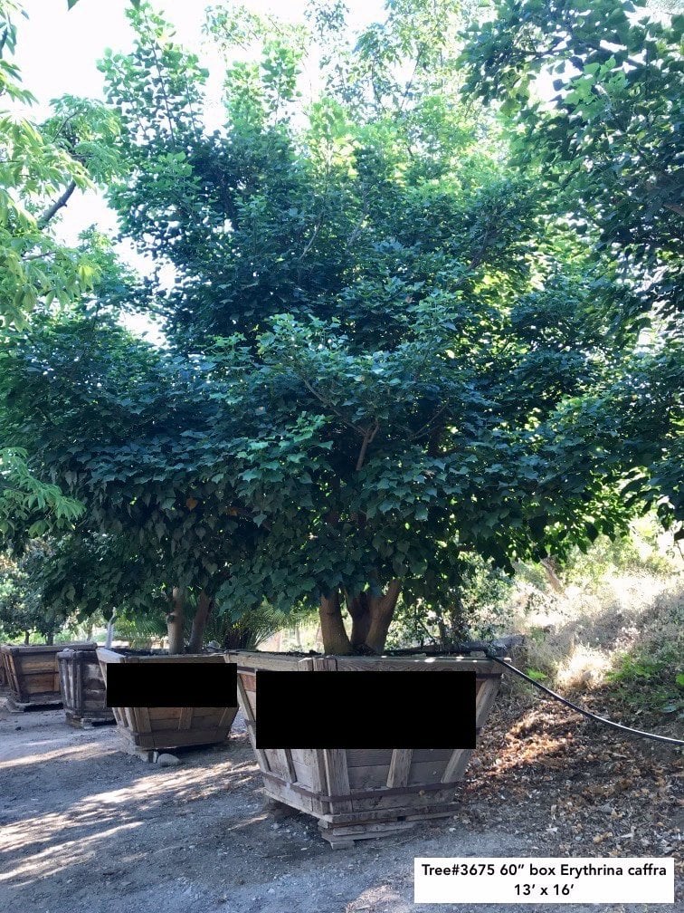 Photo for Erythrina caffra (Coast Coral Tree)