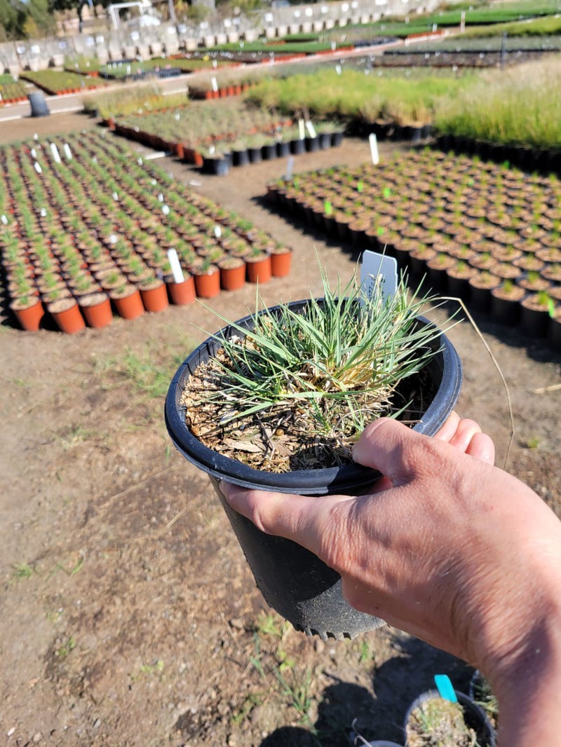 Photo for Bouteloua gracilis 'Blonde Ambition' (Blonde Ambition Blue Grama Grass)