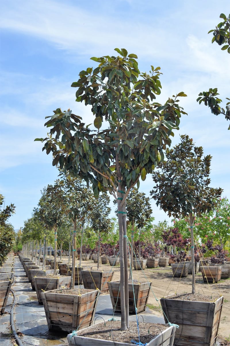 Photo for Magnolia grandiflora 'Saint Mary' (Saint Mary Southern Magnolia)